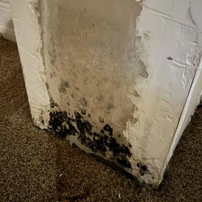 Professional Mold Removal in Burley, ID